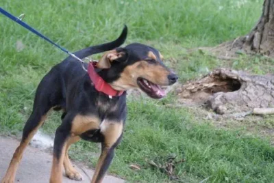 Saylor: Dog of the Month 1 Saylor dog available for adoption TN, NY, NH, ME, CT, VT, NJ, PA, VA