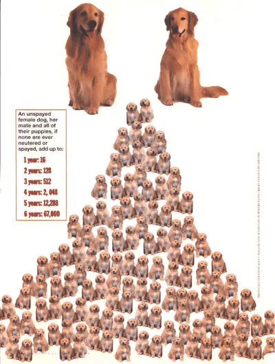 Golden retrievers and puppies with spay/neuter age info for dogs.