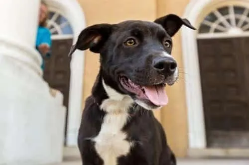 Spirit is November Dog of the Month 3 Spirit is November Dog of the Month