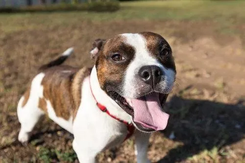 Stumpy is January 2017 Dog of the Month 1 Stumpy Dog 1