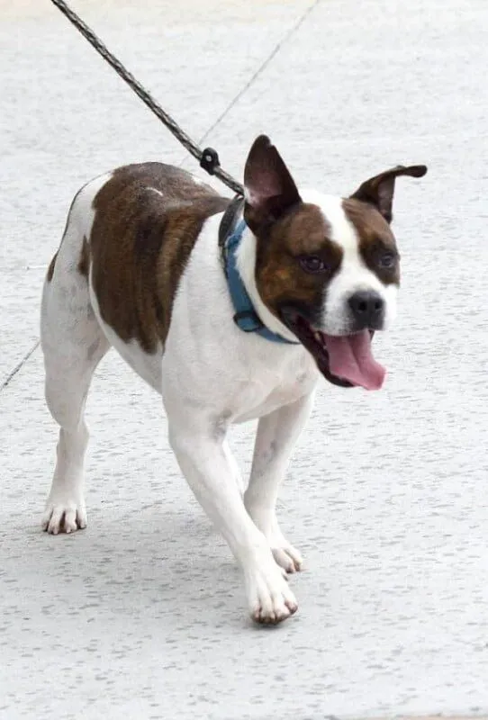 Meet & Greet Adoptable Dogs, Dogs & Hogs, Bumpus Harley Davidson