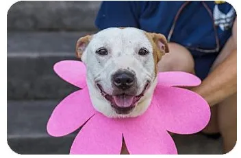 Sunny is August Dog of the Month 5 Adopt dog Sunny