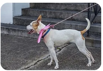 Sunny is August Dog of the Month 2 Adopt dog Sunny