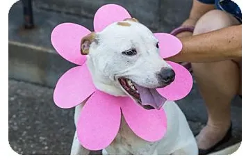 Sunny is August Dog of the Month 3 Adopt dog Sunny