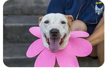Sunny is August Dog of the Month 4 Adopt dog Sunny