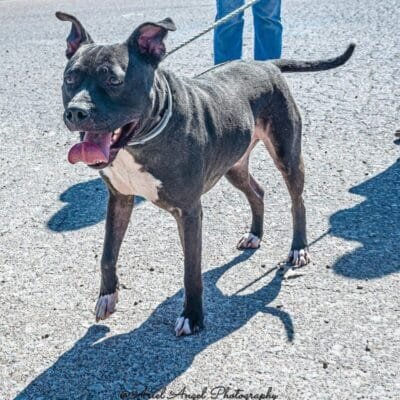 tennessee dog rescue adoptable black pit mix kane