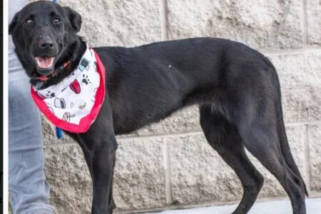 Tipper Dogs of the Month