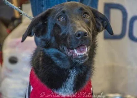 Tipper Dogs of the Month