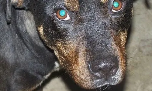 What Happens If a Dog Adoption Doesn't Work Out? 4 What Happens If a Dog Adoption Doesn’t Work Out?