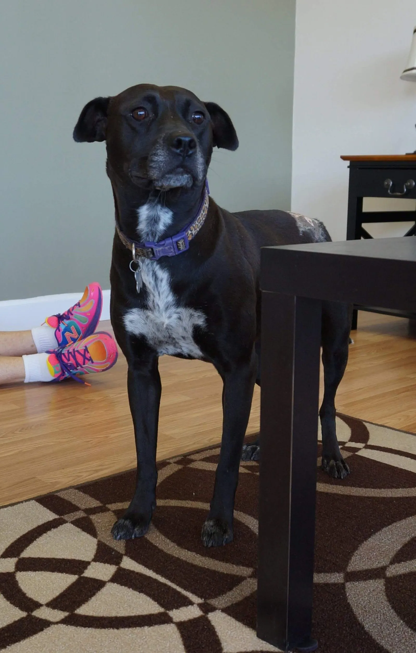 Health, Safety & Travel With a Newly Adopted Dog (Part 4) 10 Health, Safety & Travel With a Newly Adopted Dog (Part 4)