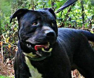 How Do I Know a Foster Dog Will Be Good With Kids, Dogs, or Cats? 6 How Do I Know a Foster Dog Will Be Good With Kids, Dogs, or Cats?