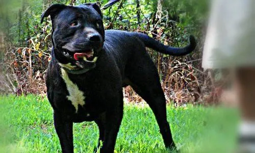 Do Rescue Dogs Come Vaccinated and Spayed or Neutered? 5 Do Rescue Dogs Come Vaccinated and Spayed or Neutered?